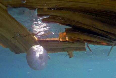 14225406_637245989771081_731054297464636098_n